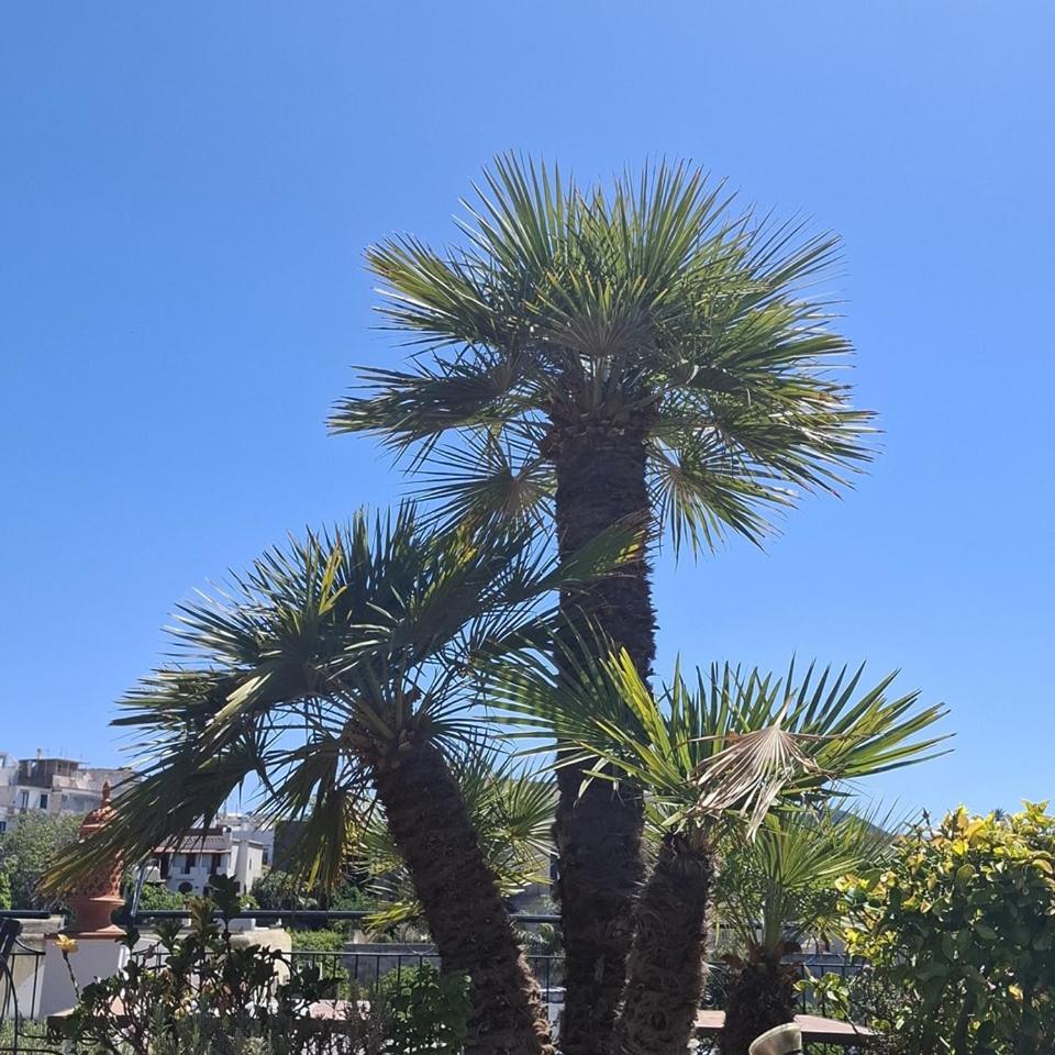 Hotel Villa Verde Forio di Ischia Екстериор снимка